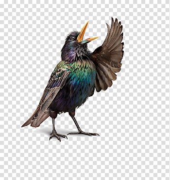 Bird Illustrations European robin Opera , Singing birds transparent background PNG clipart