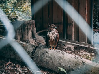 Bird In A Cage