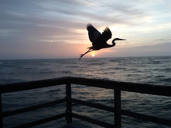 Bird In Flight