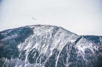 Bird in Flight over Mountain