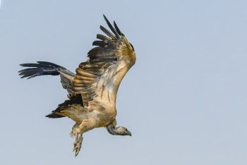 Bird In Flight With Wings Spread