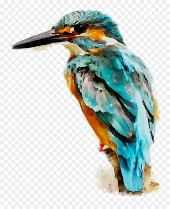 Bird, Kingfisher, Hummingbird, Beak PNG