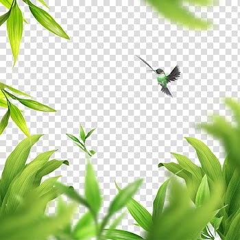 Bird Leaf Green, leaf,Leaves transparent background PNG clipart