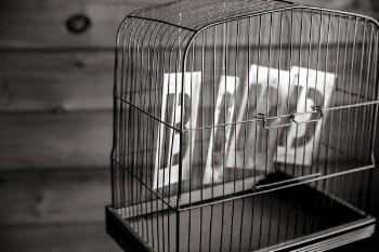 Bird Letters in Cage Free Photo 