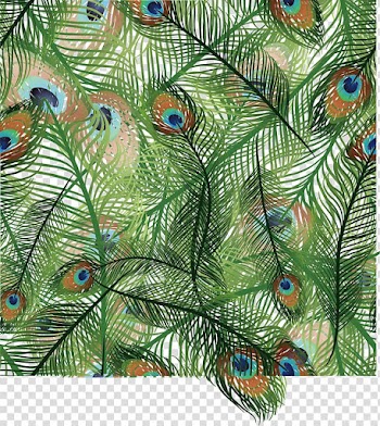 Bird Light Feather Peafowl Euclidean , Peacock transparent background PNG clipart