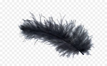 Bird Light Feather stock.xchng Black - Black Feather 