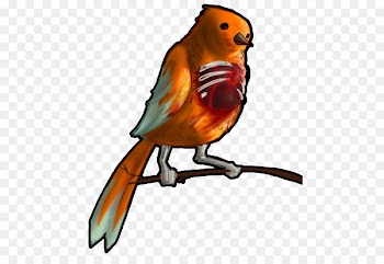 Bird, Macaw, European Robin, Vertebrate PNG