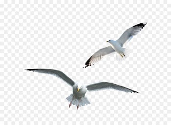 Bird Majinpu Residential District Common gull Kunming Xincheng High-tech Industrial Base - Seagull 