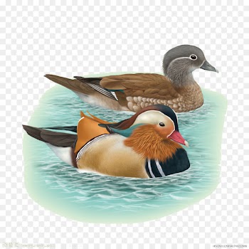 Bird Mandarin duck Echtpaar Fenghuang - Bathing duck 