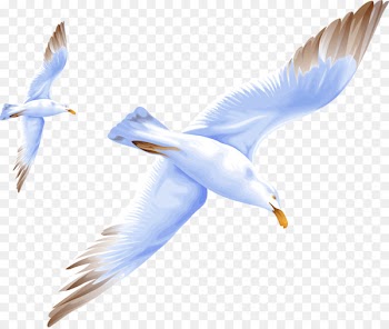 Bird Miaodao Archipelago Gulls Portable Network Graphics Image - bird 