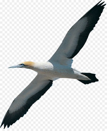 Bird migration Beak Northern gannet White stork - bird 