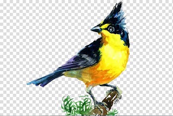 Bird migration, bird transparent background PNG clipart
