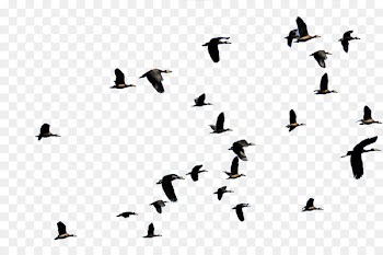 Bird migration Flight Duck Animal migration - flying bird 