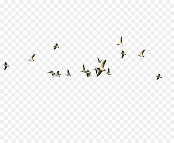 Bird migration Poster - Flying the bird 