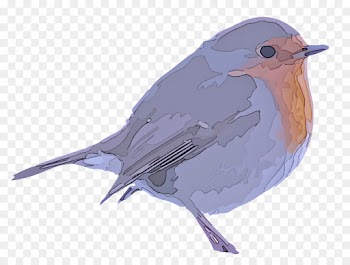 bird mountain bluebird european robin beak old world flycatcher