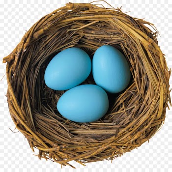 Bird nest Bird egg - Nest,Eggs 
