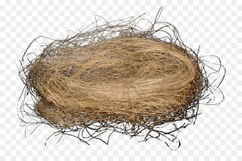 Bird nest Bird nest Egg - nest 