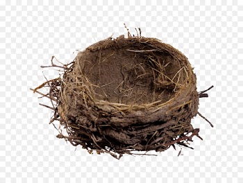 Bird nest Clip art - A nest 