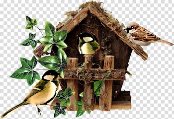 Bird nest Domestic canary Bird Food Moineau, Bird transparent background PNG clipart