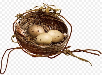Bird Nest Egg Clip art - Nest 