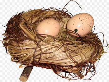 Bird nest Egg - Nest 