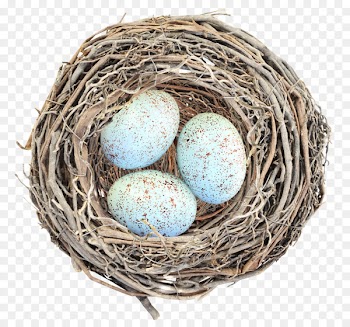 Bird Nest Egg - Nest eggs 