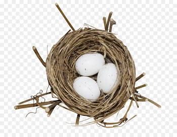 Bird Nest Egg - Nest eggs 