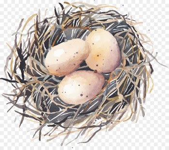 Bird nest Swallow - Hand painted bird eggs 