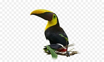 Bird Nom d'oiseau Parakeet Beak Feather - Bird 