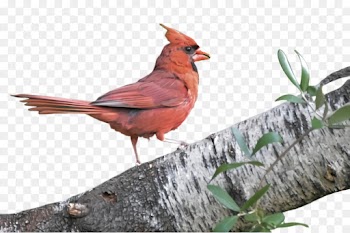 bird northern cardinal cardinal beak perching bird