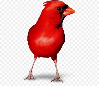 bird northern cardinal red beak cardinal