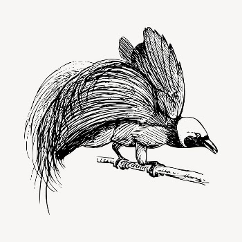 Bird of Paradise clipart, vintage | Free Vector - rawpixel