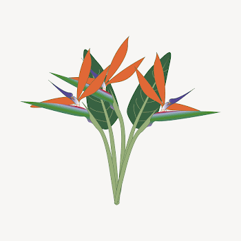 Bird of paradise collage element | Free Vector - rawpixel