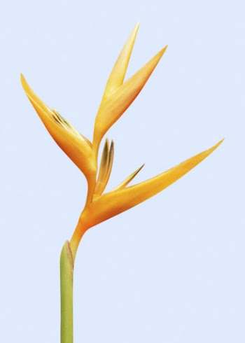 Bird of paradise, flower clipart | Free Photo - rawpixel