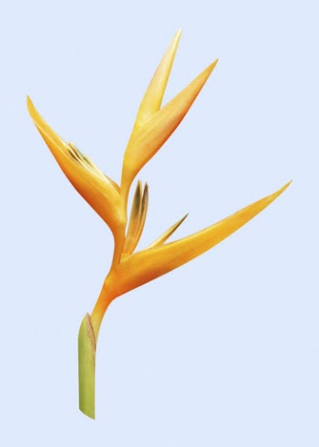 Bird of paradise, flower collage | Free PSD - rawpixel
