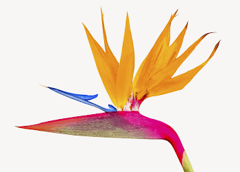 Bird of paradise flower collage | Free PSD - rawpixel