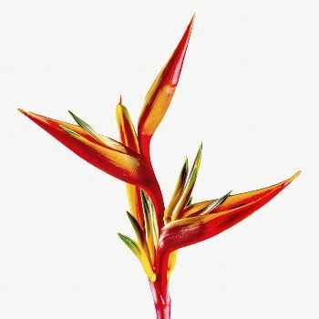 Bird of paradise flower collage | Free PSD - rawpixel