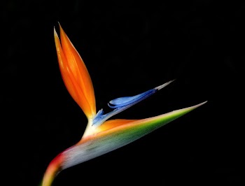 Bird of paradise flower | Free Photo - rawpixel