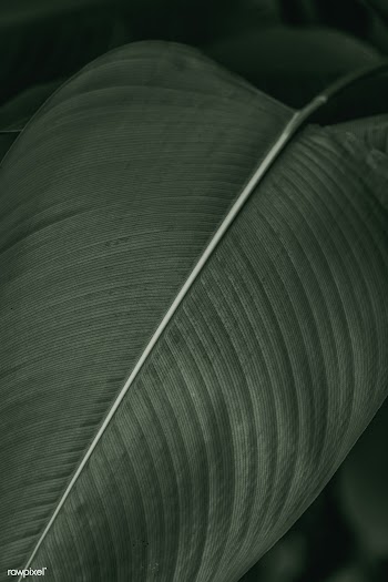 Bird of paradise or crane flower leaves in black and white effect macr.. | Free  photo - 2267691
