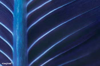 Bird of paradise or crane flower leaves texture in color effect macro .. | Free  photo - 2310850