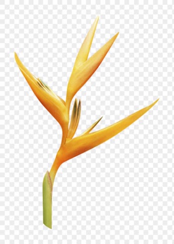 Bird of paradise PNG, flower | Free PNG - rawpixel