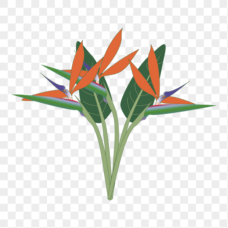 Bird of paradise png sticker | Free PNG - rawpixel