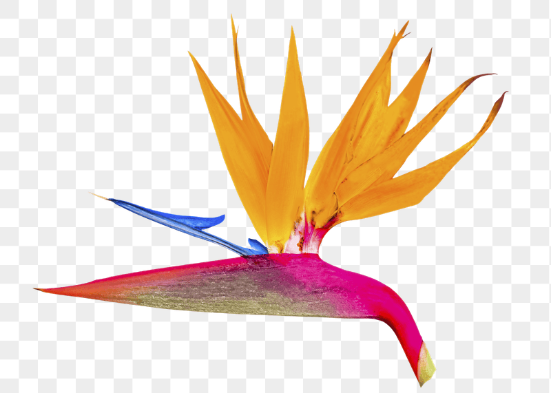 Bird of paradise png sticker, | Free PNG - rawpixel