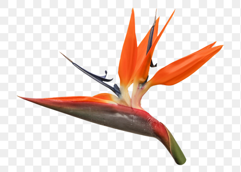 Bird of paradise png sticker, | Free PNG - rawpixel