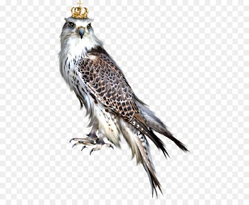 Bird of prey Owl Blog Eagle - bird 