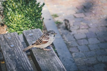 Bird on a bench