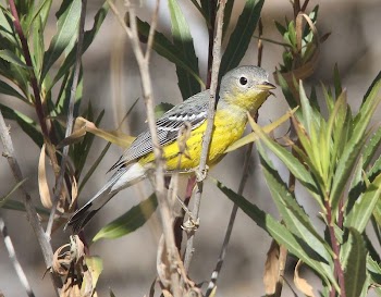 Bird on a tree branch | Free Photo - rawpixel