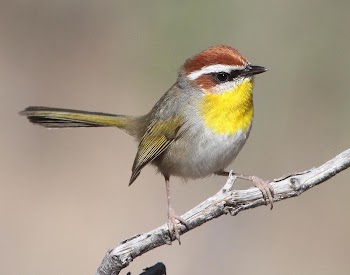 Bird on a tree branch | Free Photo - rawpixel