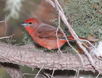 Bird on a tree branch | Free Photo - rawpixel