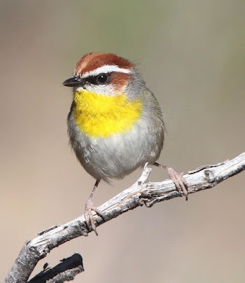 Bird on a tree branch | Free Photo - rawpixel